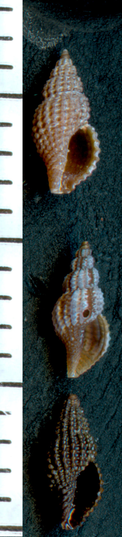 Raphitoma sp.